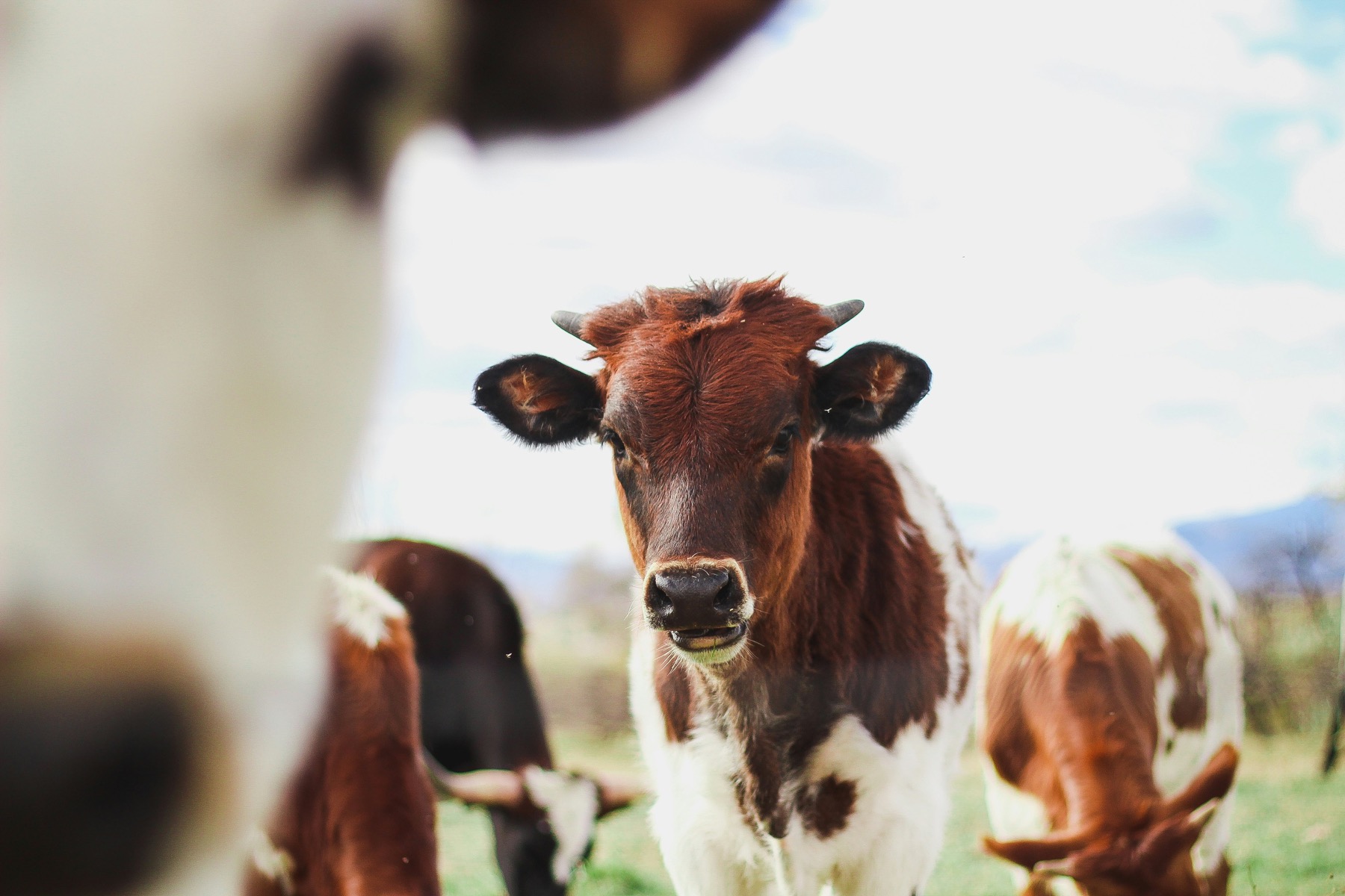 cows grazing