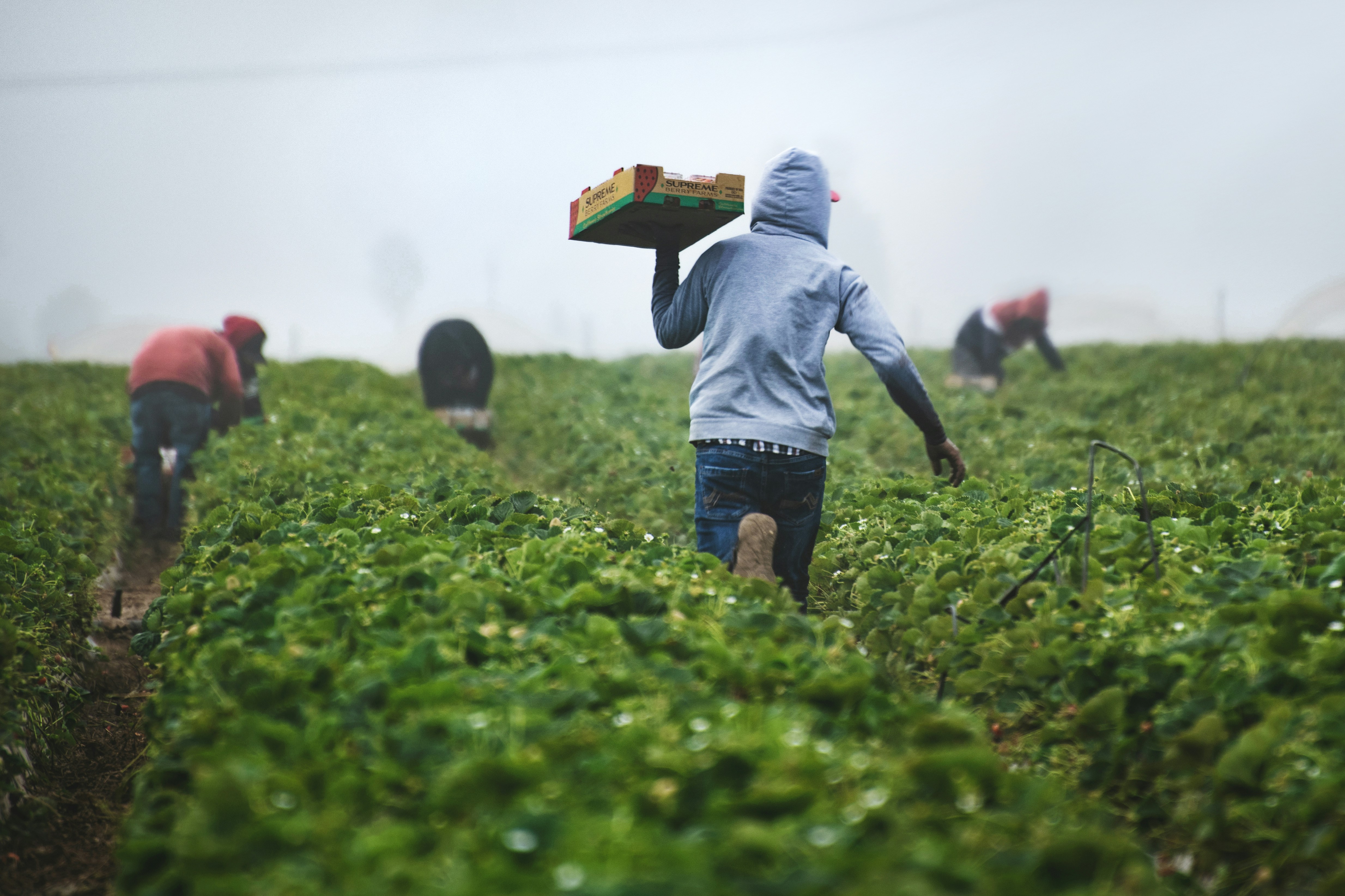 pickers harvesting strawberries in a field