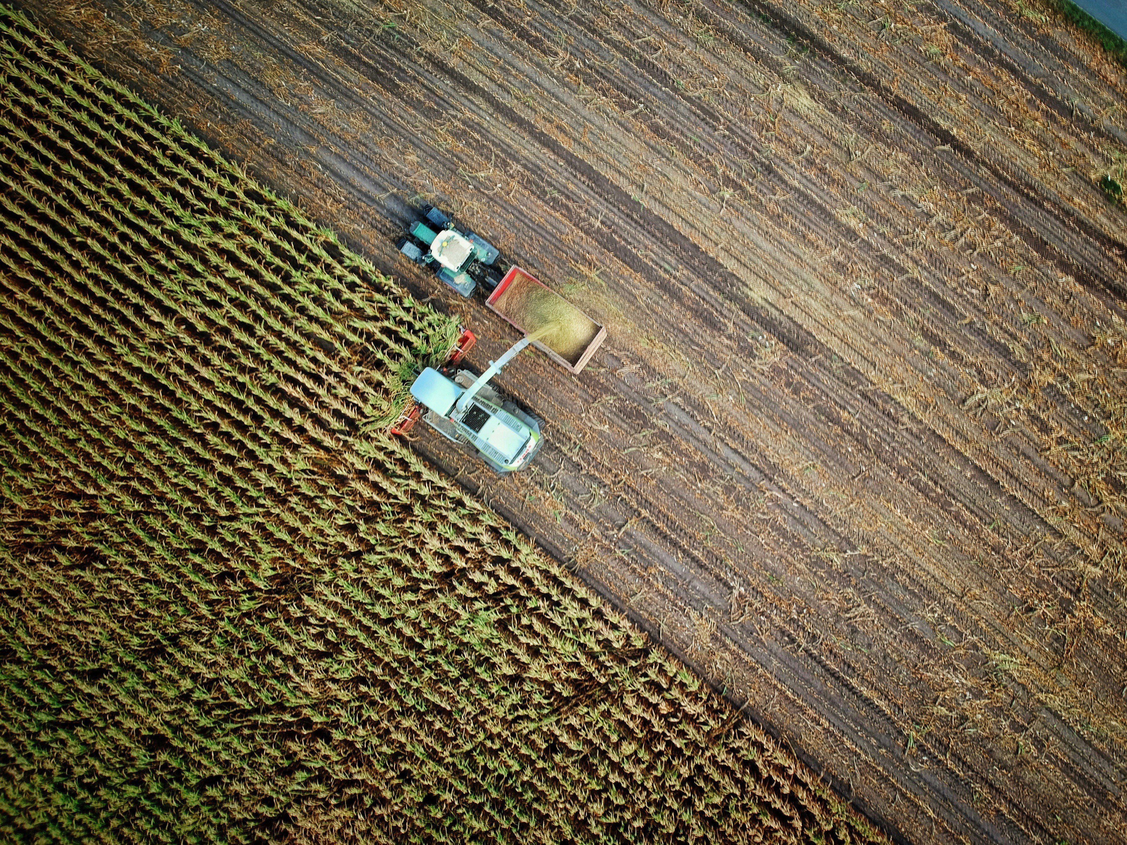 Aerial view of a combine harvester unloading grain into a trailer beside a cornfield.