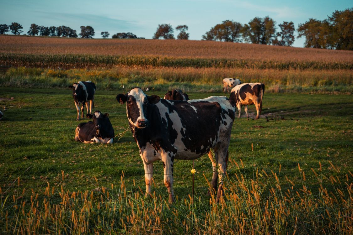 Cattle grazing on a lush green pasture at sunset.