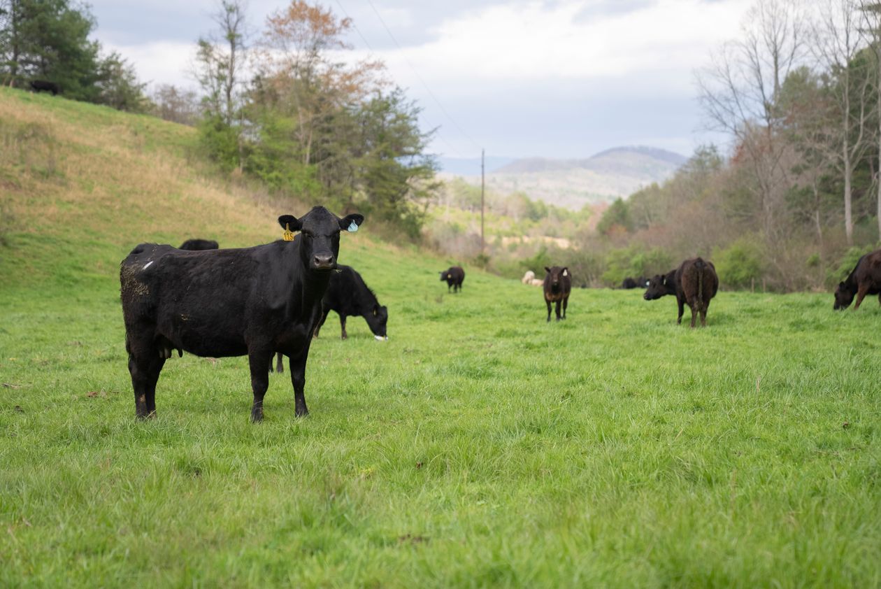 Black Angus cattle grazing on green pasture.