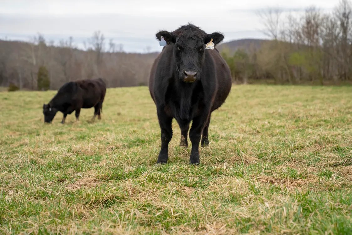 Black Angus cow standing in a pasture