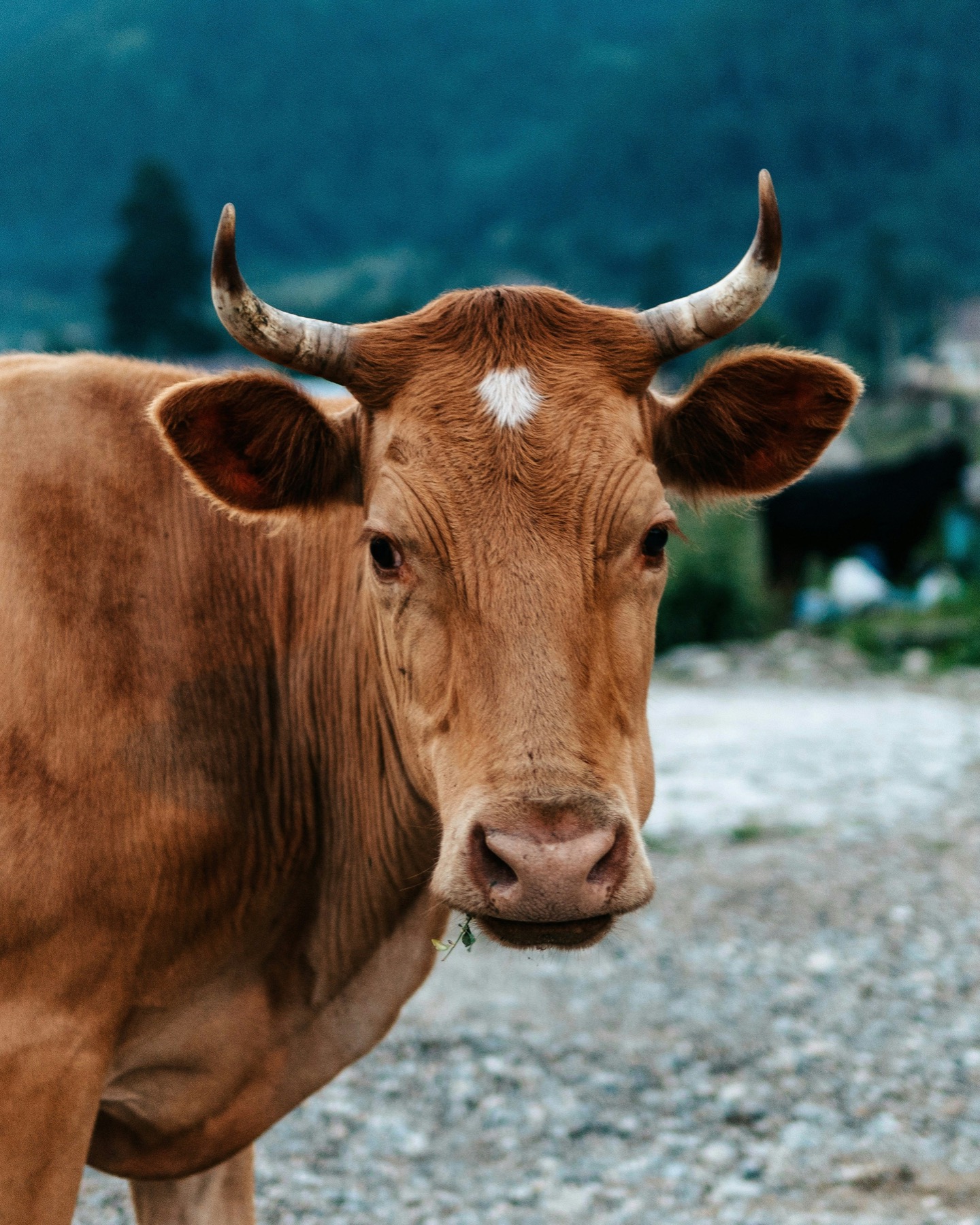 Light brown horned cow facing the camera